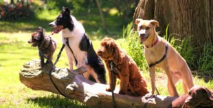 World Dog Shop – Website Introduction 1 world dog shop